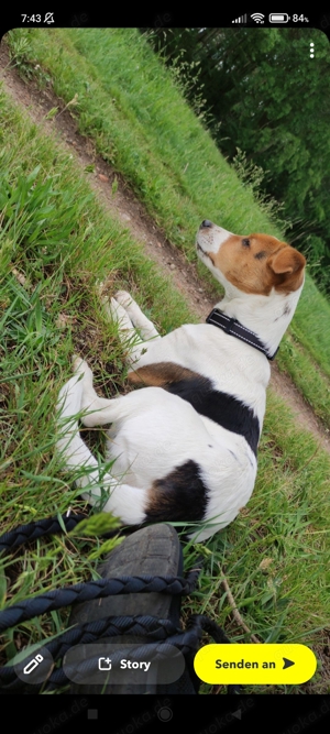 Verkaufe mein jack russel rüden 