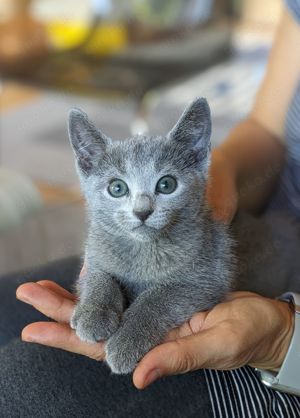 Reinrassige Russisch Blau Kitten mit Stammbaum 