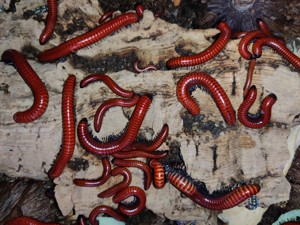 Centrobolus sp. Mosambik - Tausendfüßer - Asseln - Terrarium Bild 3