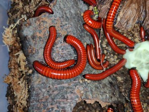 Centrobolus sp. Mosambik - Tausendfüßer - Asseln - Terrarium