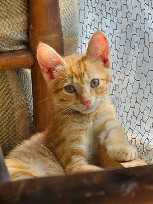 Kitten Kater rot