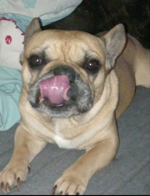 Französische Bulldogge 