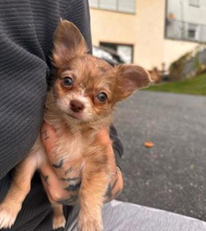 Reinrassiger Chihuahua Welpe 