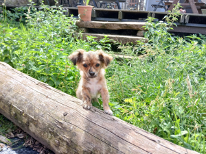 Noch ein Chihuahua Welpe (Rüde) sucht sein Zuhause auf Lebzeit