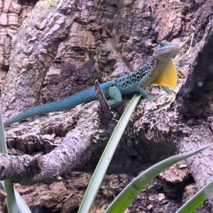 1,1 Anolis marmoratus  Trois Rivi res  und 1,1 Anolis sagrei  red line 