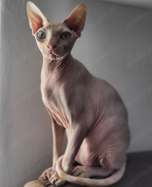 Suche Sphynx, OKH, Orientale 