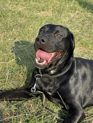 Labrador-Mischling abzugeben 