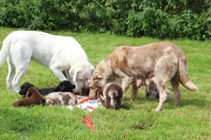 Aussiedor Welpen Labrador x Australian Shepherd