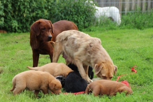 Aussiedor Welpen Labrador x Australian Shepherd 