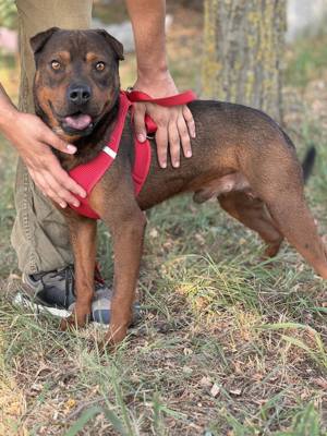 Bandai der Sharpei Mix Rüde sucht seine Familie