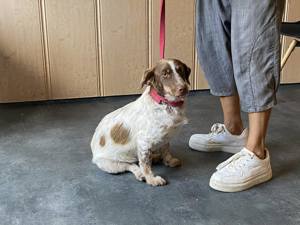 Daisy, z.Zt. in Ungarn, möchte schnell wieder gesund werden