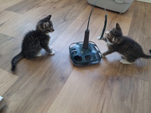 Kitten suchen ein Zuhause 