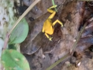 Phyllobates terribilis