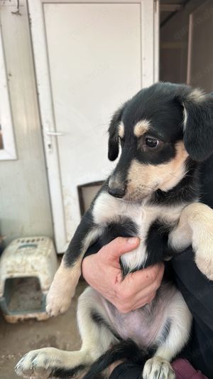 Binchen ist eine Zaubermaus Bild 7