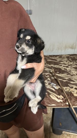 Binchen ist eine Zaubermaus Bild 2