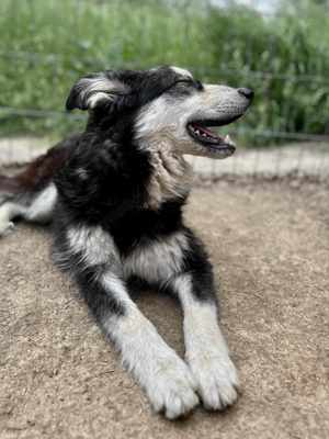 Binchen ist eine Zaubermaus Bild 3