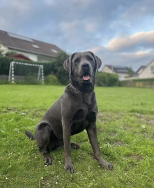 Labrador welpen silber chocoral , schwarz, braun 