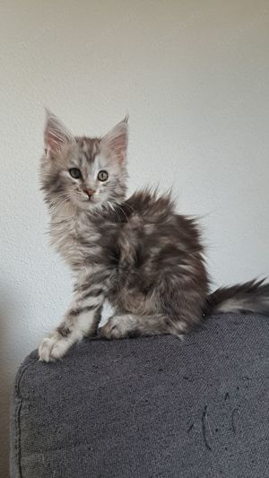 Maine Coon Mädchen mit Stammbaum