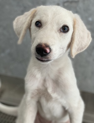Paco, geb. ca. 04 2024, lebt in GRIECHENLAND, auf einer privaten Pflegestelle Bild 2