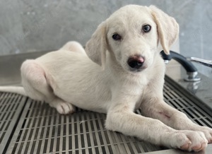 Paco, geb. ca. 04 2024, lebt in GRIECHENLAND, auf einer privaten Pflegestelle Bild 3