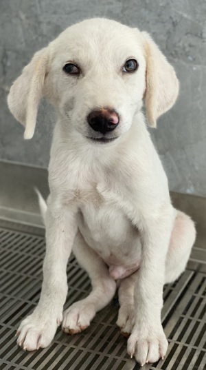 Paco, geb. ca. 04 2024, lebt in GRIECHENLAND, auf einer privaten Pflegestelle Bild 6