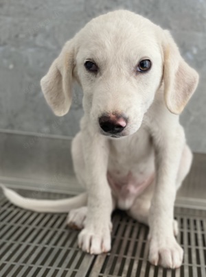 Paco, geb. ca. 04 2024, lebt in GRIECHENLAND, auf einer privaten Pflegestelle Bild 8