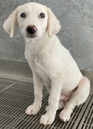Paco, geb. ca. 04 2024, lebt in GRIECHENLAND, auf einer privaten Pflegestelle Bild 10