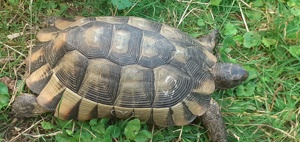 Breitrandschildkröte NZ 2012 Tesdudo marginata