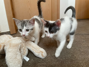 Kleine Kätzchen suchen ein neues Zuhause 