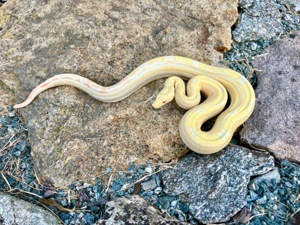 Boa constrictor Albino Motley pos het Leopard 