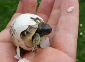 griechische Landschildkröten Babys weiblich