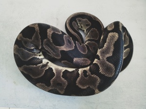 0,1 Leopard het Pied