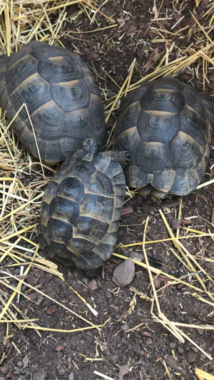 Maurische Landschildkröten 2:2