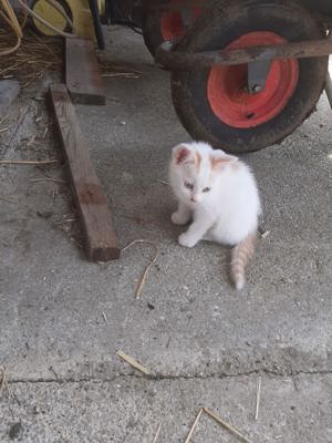 Katze, Kätzchen, Bauernhofkätzchen 