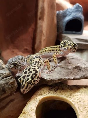 Viele Leopardgeckos abzugeben, zu Hause gesucht