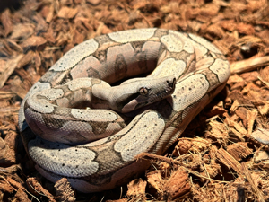 Boa Constrictor Amarali Terry Line