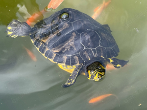 Wasserschildkröte