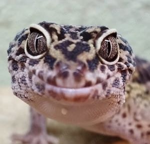 wunderschönes Leopardgecko Männchen (wildfarben)