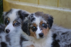 Australian Shepherd Welpen mit Papieren