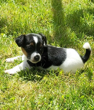 jackrassel welpen 