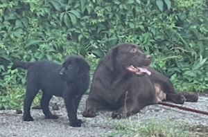 Labrador Welpen mit Ahnentafel 