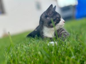 Süße Kätzchen zu verkaufen Kitten