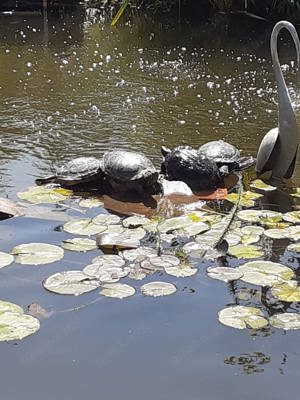 Zu Großgewordene Wasserschildkröten 