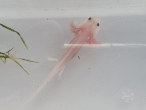 Kleine Axolotl zu verschenken 