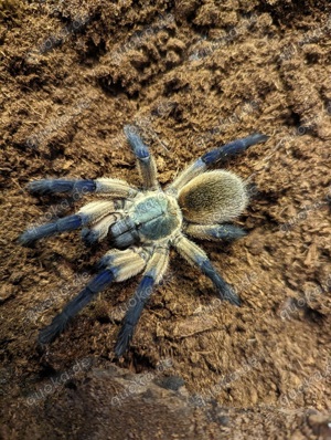 Vogelspinne Monocentropus balfouri 2cm KL