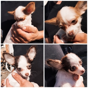  2 wunderschöne Chihuahua Mix Mädels suchen liebevolle Familien   