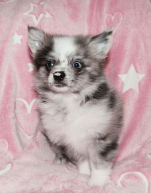 Pomchi Chihuahua Pomeranian Welpe Rüde