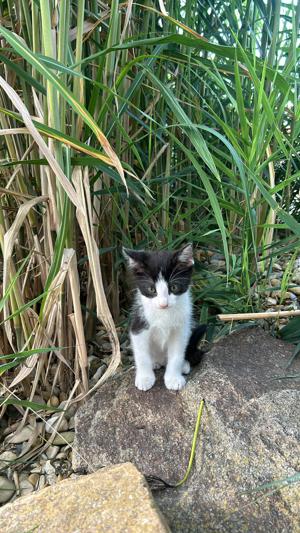 jungen , sehr zutraulichen Kater zu verkaufen