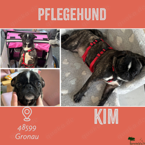 *KIM* Mops Mix - freundlich, fröhlich, menschenbezogen, kinderlieb