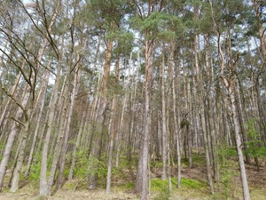 Waldgrundstück bei Kammerstein zu verkaufen! 